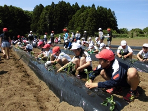 『いもうえ』の画像