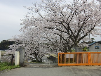 『sakura01』の画像