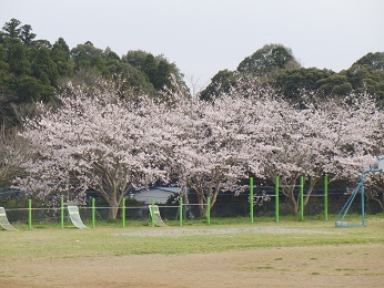 『sakura02』の画像