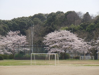 『sakura03』の画像