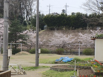 『sakura04』の画像