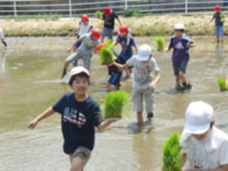 『taue02』の画像