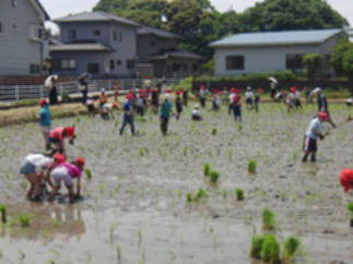 『taue07』の画像