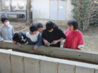 『H30 potato01』の画像