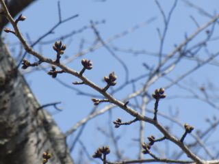 『H30 hana04』の画像