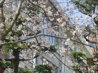『H30 sakura02』の画像