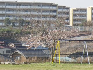 『H30 sakura05』の画像