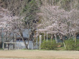 『H30 sakura06』の画像