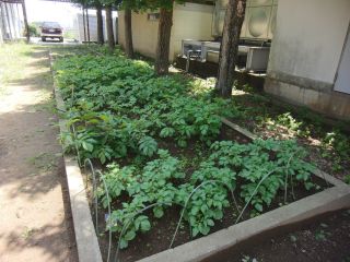 『H30 jagaimo05』の画像