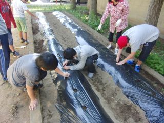 『H30 satumaimo02』の画像