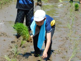 『H30 taue08』の画像