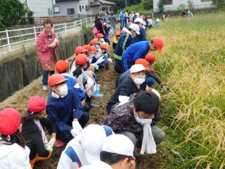 『H30 inekari04』の画像