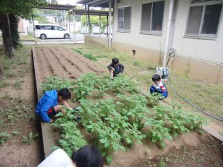 『R1potatosewa01』の画像