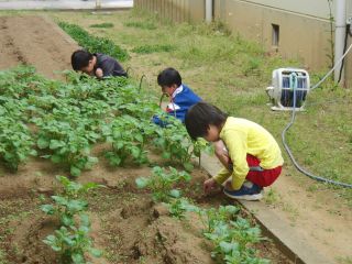 『R1potatosewa03』の画像