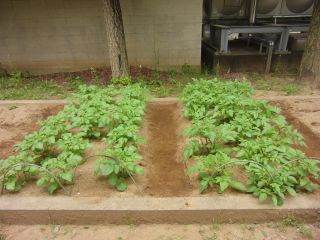 『R1potatosewa05』の画像