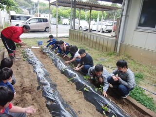 『H31satsumaue02』の画像