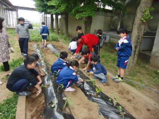 『H31satsumaue04』の画像