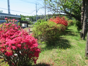 つつじ(1) 『つつじ(1)』の画像