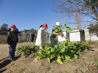 『R2daikon201』の画像