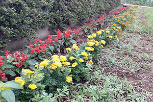 『R3花いっぱい【土屋和楽会】』の画像