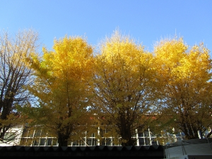 『イチョウの木(2)』の画像