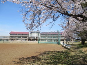 『R4桜』の画像