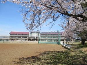 R4桜 『R4桜』の画像