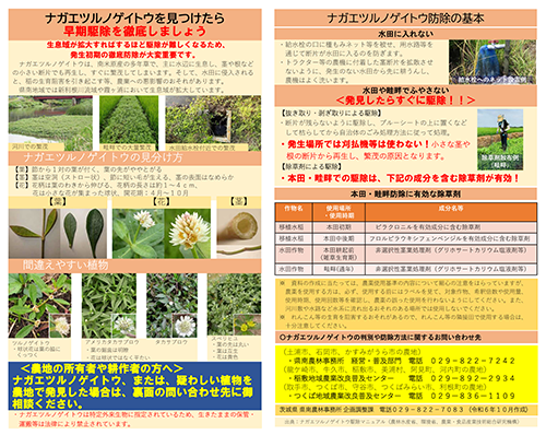 『『【経済課】ナガエツルノゲイトウ駆除に係るチラシ』の画像』の画像