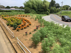 信太(2)