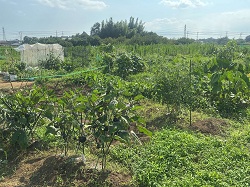健康農園_土屋